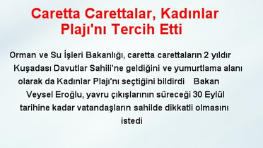 Caretta Carettalar, Kadınlar Plajı'nı Tercih Etti