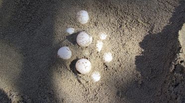 Caretta Carettalar Yumarta Bırakmak İçin Kadınlar Plajını Seçti