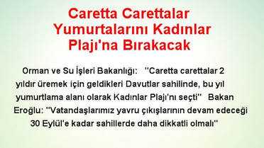 Caretta Carettalar Yumurtalarını Kadınlar Plajı'na Bırakacak