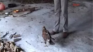 Bulduğu Yavru Şahinleri Evinde Besleyip Doğaya Saldı