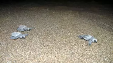 Gazipaşa'da Caretta Gecesi