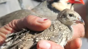 Giresun'da Bin Tane Keklik Doğaya Bırakılacak
