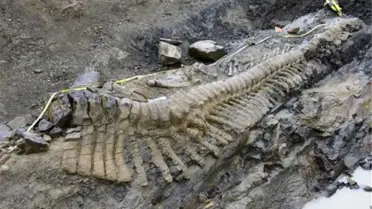 Meksika'da 72 Milyon Yıllık Dinozor Kuyruğu Bulundu