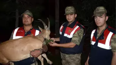 Yaralı Yaban Keçisinin İmdadına Jandarma Yetişti