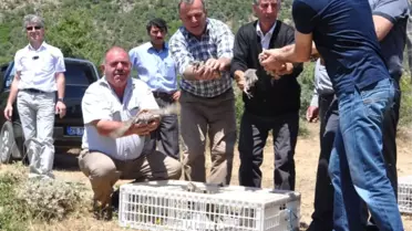 Giresun'da Bin Adet Kınalı Keklik Doğaya Bırakıldı