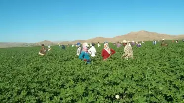 Tarım İşçilerinin Zor Anları