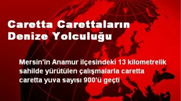 Caretta Carettaların Denize Yolculuğu