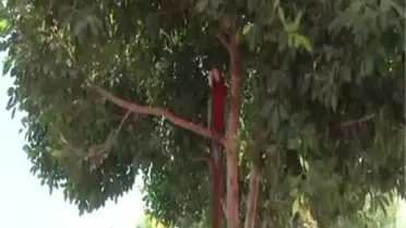 Orantısız Sevgi Papağanı Dilinden Etti