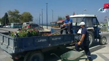 Lapseki Kordonu Çiçekleniyor
