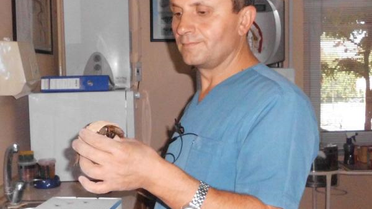 Yaralı Yavru Kaplumbağaya Veteriner Kliniğinde Tedavi