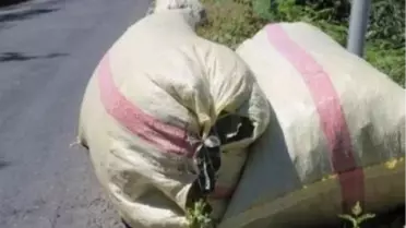Giresun'da Fındık Hırsızlığı