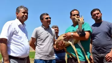 'Işılay' Doğal Ortamına Bırakıldı