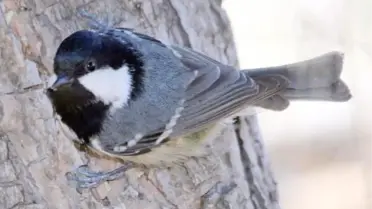 İklim Değişikliği Kuşların Dengesini Bozuyor