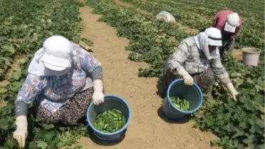 Başmakçı'da Turşuluk Salatalık Üretimi