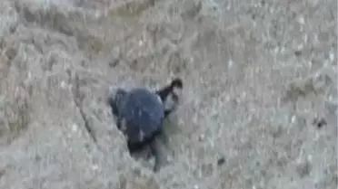 Alanya Yavru Caretta Carettalar Denizle Buluştu