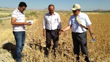 Ereğli'de Aspir Ekimi Yaygınlaşıyor