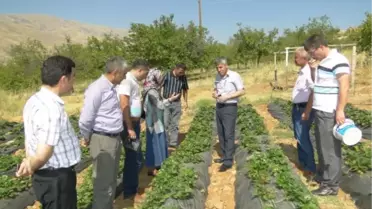 Doğanyol'da Çilek Üretimi Yaygınlaşıyor