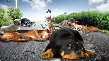 Salihli İlçe Tarım Müdürü'den Sokak Hayvanları İçin Temiz Su Talebi