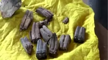 11 bin yıllık fosil bulundu