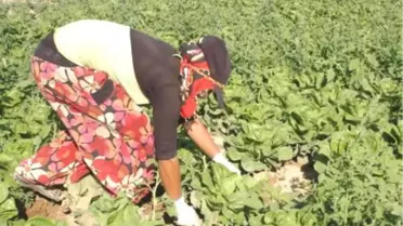 Batman'da Çiftçiler Marul Üretimine Başladı