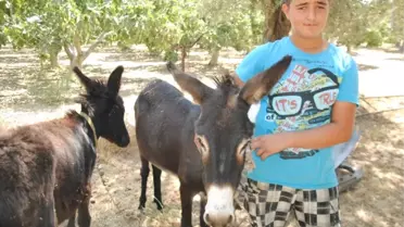 Eşek Sütü, İnek Sütünden 50 Kat Daha Pahalı