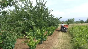 Şarköylü Üzüm Üreticileri Dertli