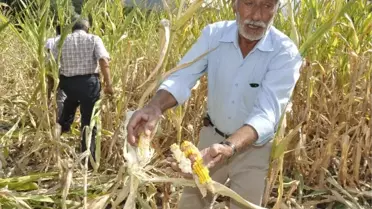 Amasya'da Domuzlar Tarlaları Yere Serdi