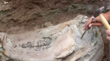Çankırı'da 8 Milyon Yıllık Sırtlan Kafatası Bulundu