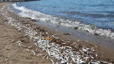 Dikili'de Tonlarca Ölü Balık Denize Döküldü
