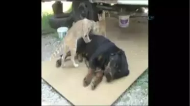 Masör Kedi Nazlı, Görenleri Hayrete Düşürüyor