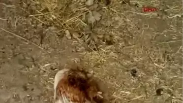 Pire İlacı 127 Tavuğu Telef Etti