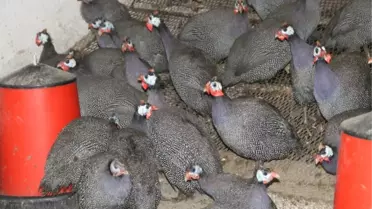 Keneye Karşı Beç Tavuğu
