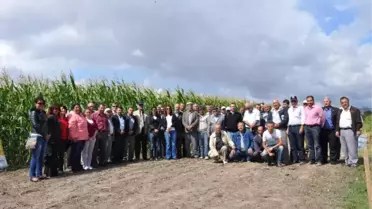 Eskişehir'de Silajlık Mısır Üretim