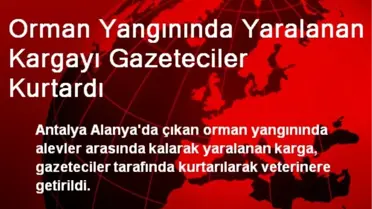 Orman Yangınında Yaralanan Kargayı Gazeteciler Kurtardı