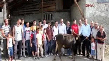 Şampiyon Oğluna Boğa Kesti