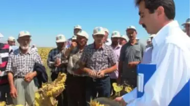 Kayseri Şeker Fabrikası Yağlık Ayçiçeği Bitkisini Çiftçisiyle Buluşturdu
