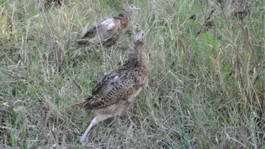 'Sülün Diyarı'Nda Bu Yıl 15 Bin Sülün Yetiştirildi