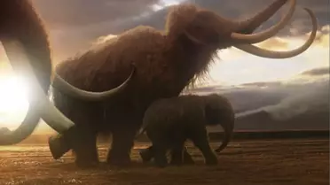 Mamutların Nesli İklim Değişikliğinden Dolayı Tükendi