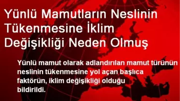 Yünlü Mamutların Neslinin Tükenmesine İklim Değişikliği Neden Olmuş