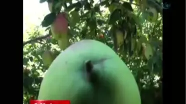 Elma Görünümlü Ayva Görenleri Şaşırtıyor
