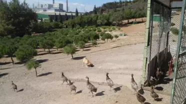 İçdaş, Kene ile 'Doğal Yoldan' Mücadele Edecek