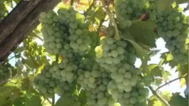 Düşük Rekolteli Üzüm, Fiyatıyla Üreticinin Yüzünü Güldürdü