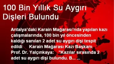 100 Bin Yıllık Su Aygırı Dişleri Bulundu
