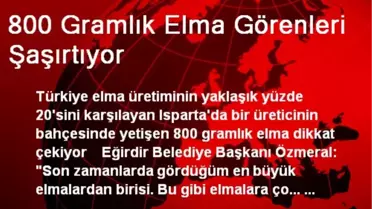 800 Gramlık Elma Görenleri Şaşırtıyor