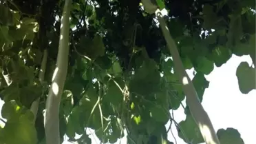 Boyu İki Metreye Varan Kabak Yetiştirdi