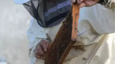 Çalışkan arılar bal üretimini arttırdı KIRKLARELİ