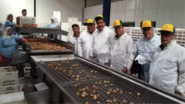 Aydın İnciri Hem Üretene, Hem İşleyene Hem de Yiyene Mutluluk Veriyor