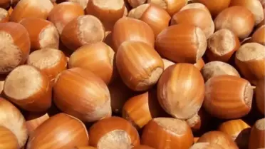 Uygun Şartlarda Depolanmayan Fındık, Sağlığı Tehdit Ediyor