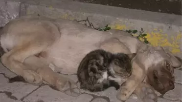 Yavru Kedi Yaralı Köpeğin Başında Acıyla İnledi