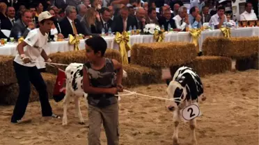 En Güzel İnek Yarışması
